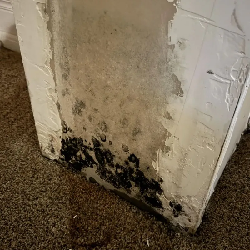 Professional Mold Removal in Clay City, KY
